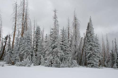cedar breaks national monument pine trees covered with snow brian head